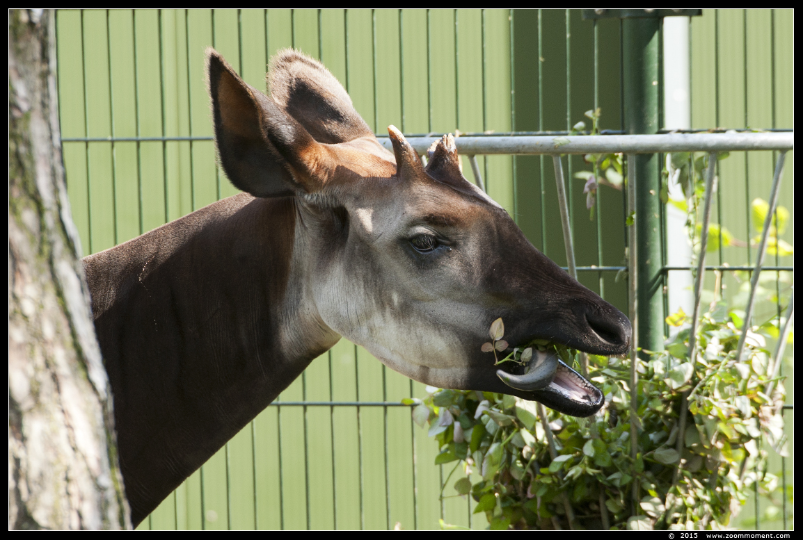 okapi ( Okapia johnstoni )
Trefwoorden: Safaripark Beekse Bergen  okapi  Okapia johnstoni