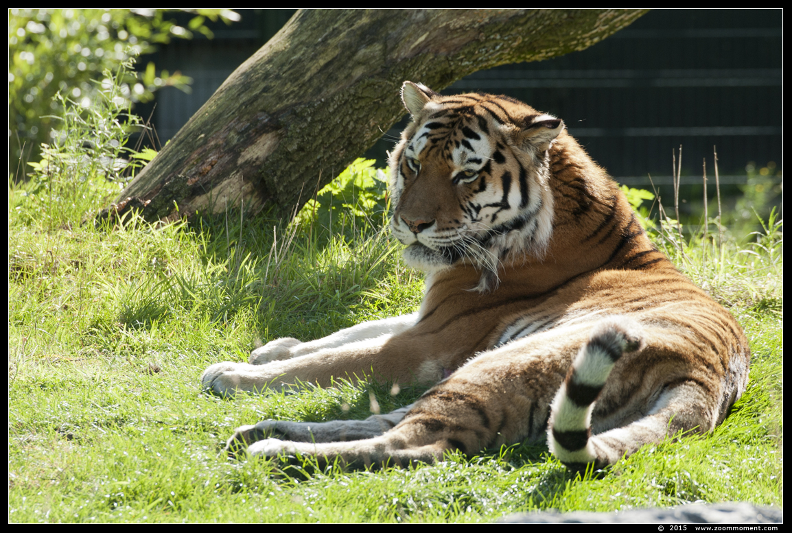 Siberische of amoer tijger ( Panthera tigris altaica ) Siberian tiger
Trefwoorden: Safaripark Beekse Bergen Siberische amoer tijger  Panthera tigris altaica  Siberian tiger