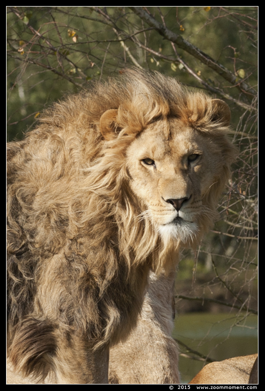 Afrikaanse leeuw ( Panthera leo ) African lion
Trefwoorden: Safaripark Beekse Bergen Afrikaanse leeuw  Panthera leo  African lion