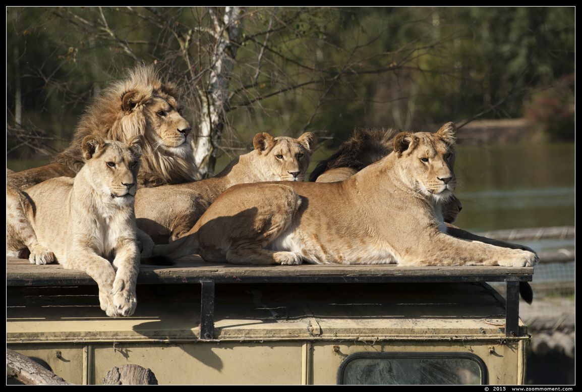 Afrikaanse leeuw ( Panthera leo ) African lion
Trefwoorden: Safaripark Beekse Bergen Afrikaanse leeuw  Panthera leo  African lion