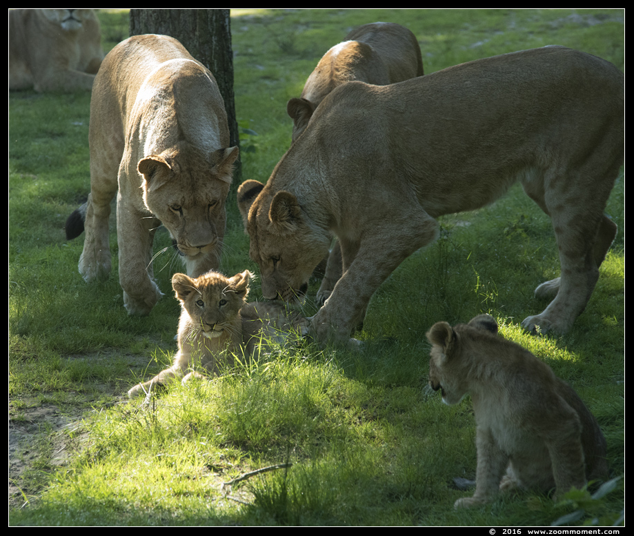 Afrikaanse leeuw ( Panthera leo ) African lion
welpen, 13 weken oud
Cubs, 13 weeks old
Trefwoorden: Safaripark Beekse Bergen  Afrikaanse leeuw  Panthera leo  African lion
