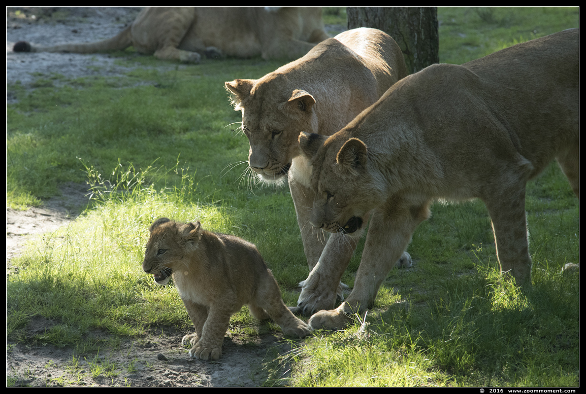 Afrikaanse leeuw ( Panthera leo ) African lion
welpen, 13 weken oud
Cubs, 13 weeks old
Trefwoorden: Safaripark Beekse Bergen  Afrikaanse leeuw  Panthera leo  African lion