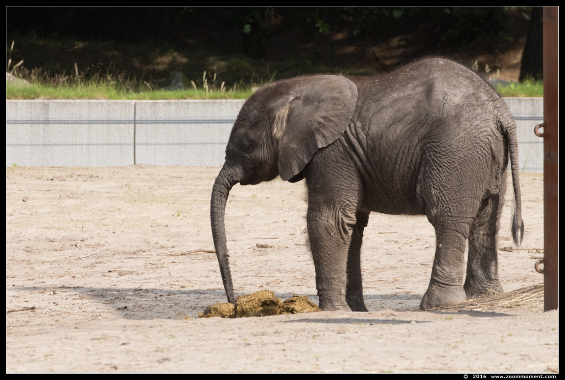 Afrikaanse olifant ( Loxodonta africana ) African elephant
Keywords: Safaripark Beekse Bergen  Afrikaanse olifant  Loxodonta africana  African elephant