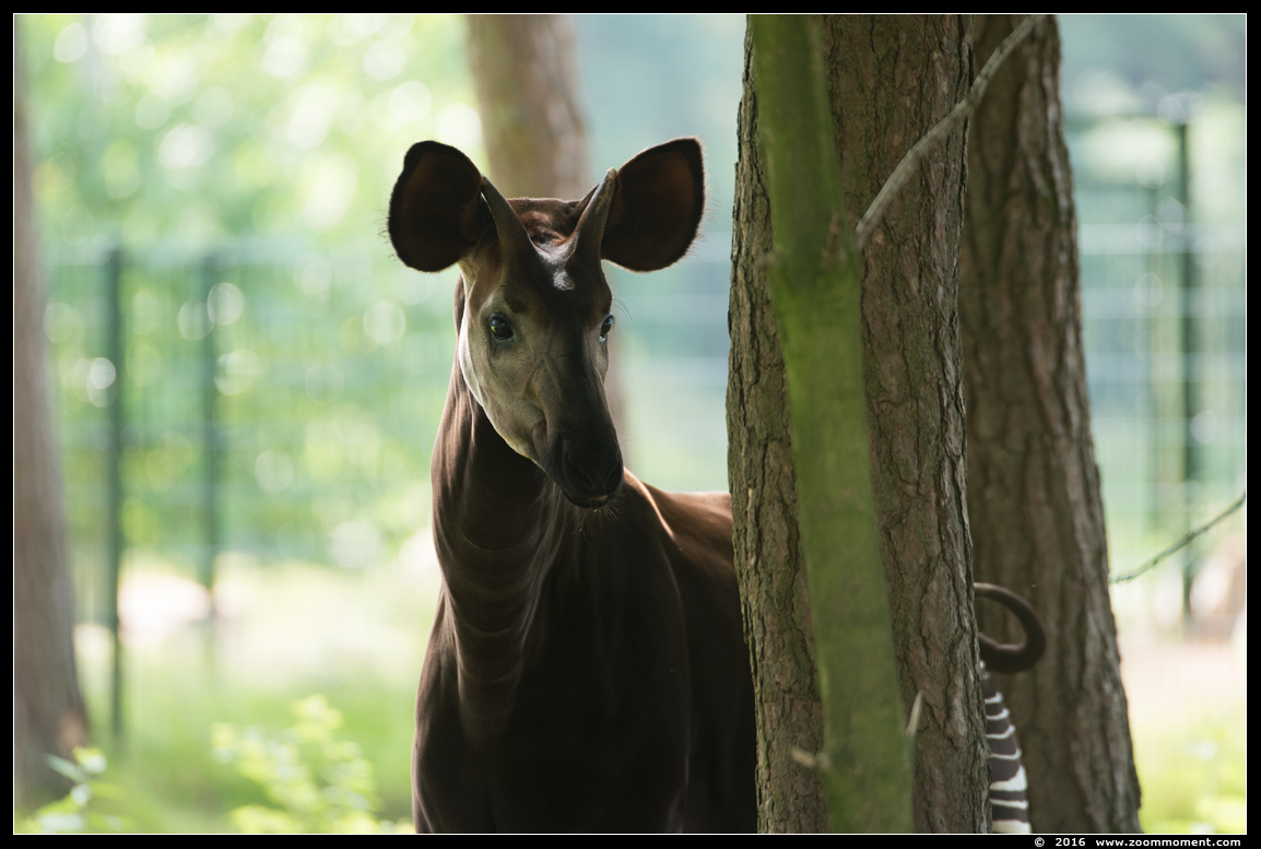 okapi ( Okapia johnstoni )
Trefwoorden: Safaripark Beekse Bergen okapi  Okapia johnstoni 
