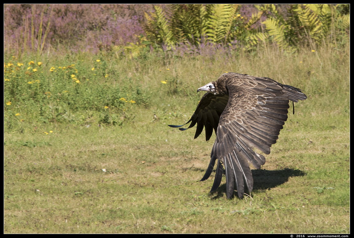 Kapgier  ( Necrosyrtes monachus )  hooded vulture Kappengeier
Keywords: Safaripark Beekse Bergen roofvogelshow kapgier Necrosyrtes monachus hooded vulture Kappengeier
