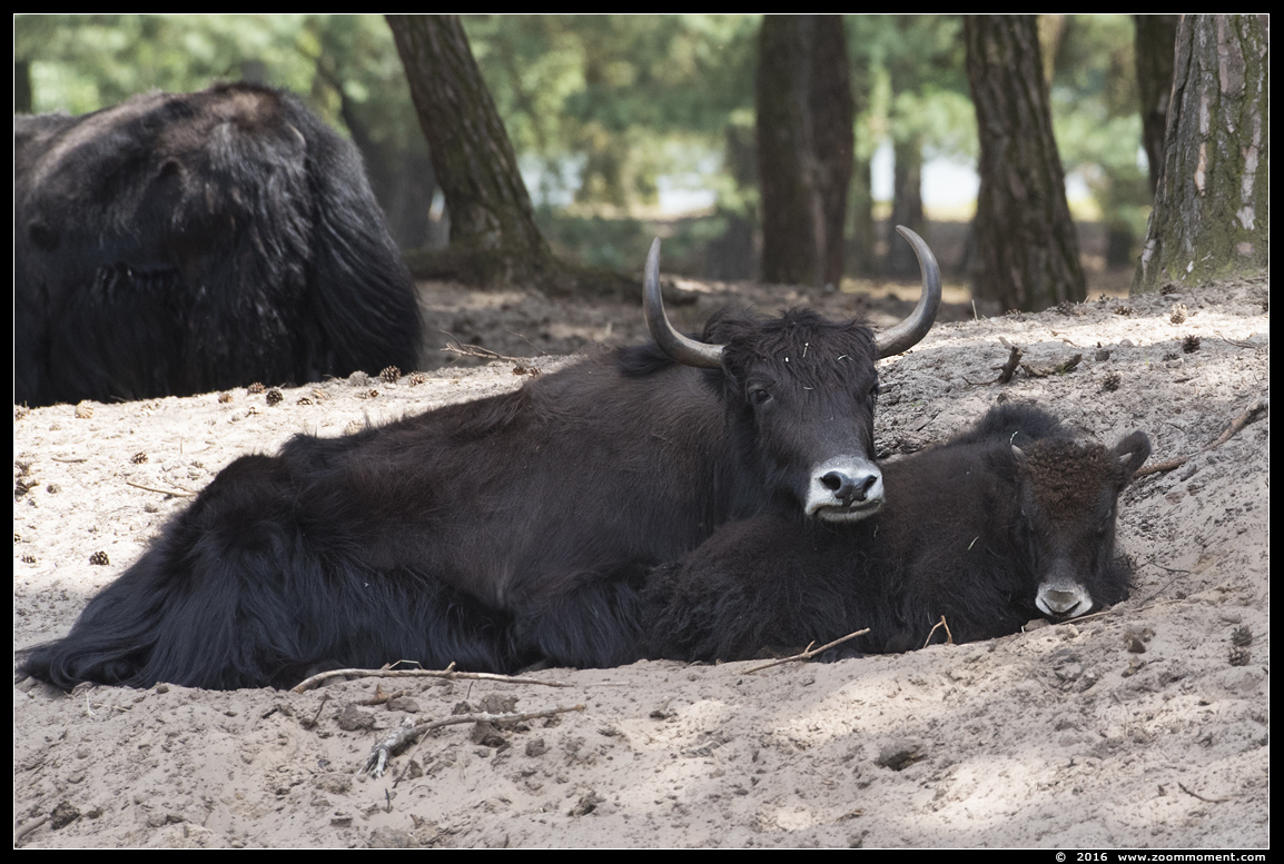 jak ( Bos grunniens of Bos mutus ) yak
Trefwoorden: Safaripark Beekse Bergen yak jak Bos grunniens  Bos mutus yak