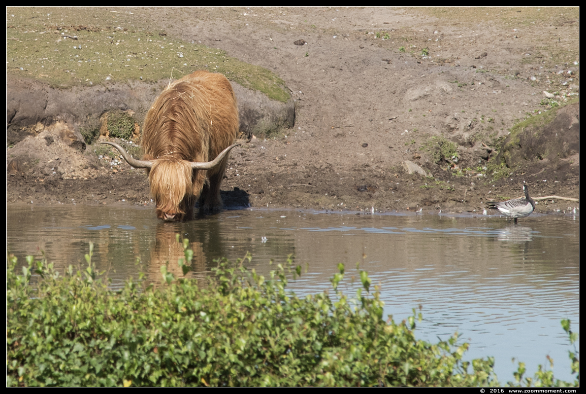 Schotse hooglander  Highland cattle
Trefwoorden: Safaripark Beekse Bergen Schotse hooglander  Highland cattle