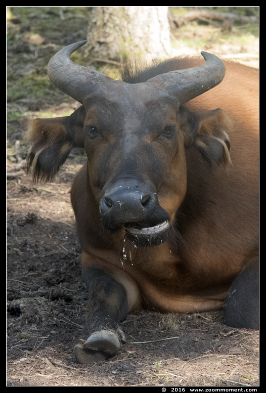 bosbuffel of woudbuffel ( Syncerus caffer nanus ) African forest buffalo
Trefwoorden: Safaripark Beekse Bergen bosbuffel  woudbuffel Syncerus caffer nanus African forest buffalo
