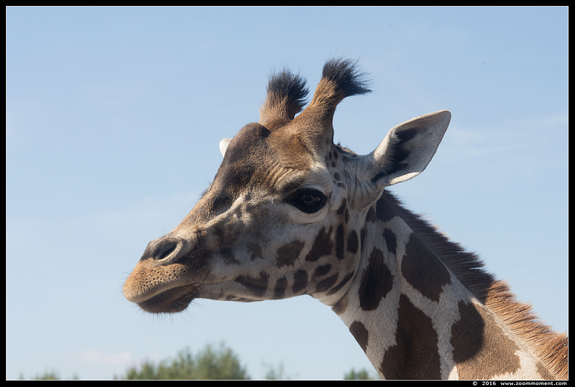 Rothschildgiraf ( Giraffa camelopardalis rothschildi ) Rothschild's giraffe
Trefwoorden: Safaripark Beekse Bergen Rothschildgiraf Giraffa camelopardalis rothschildi  Rothschild's giraffe 