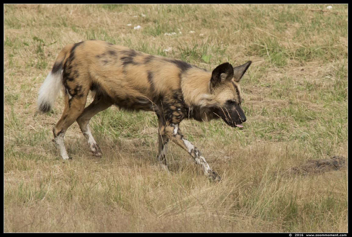 Afrikaanse wilde hond ( Lycaon pictus ) African wild dog
Trefwoorden: Safaripark Beekse Bergen Afrikaanse wilde hond Lycaon pictus  African wild dog