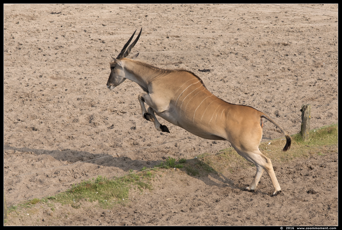 elandantilope ( Taurotragus oryx ) eland antelope
Trefwoorden: Safaripark Beekse Bergen  elandantilope eland antelope Taurotragus oryx