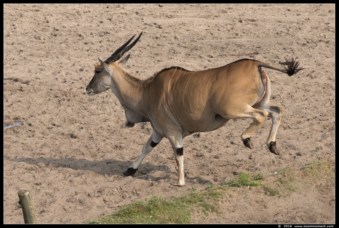 elandantilope ( Taurotragus oryx ) eland antelope
Trefwoorden: Safaripark Beekse Bergen  elandantilope eland antelope Taurotragus oryx