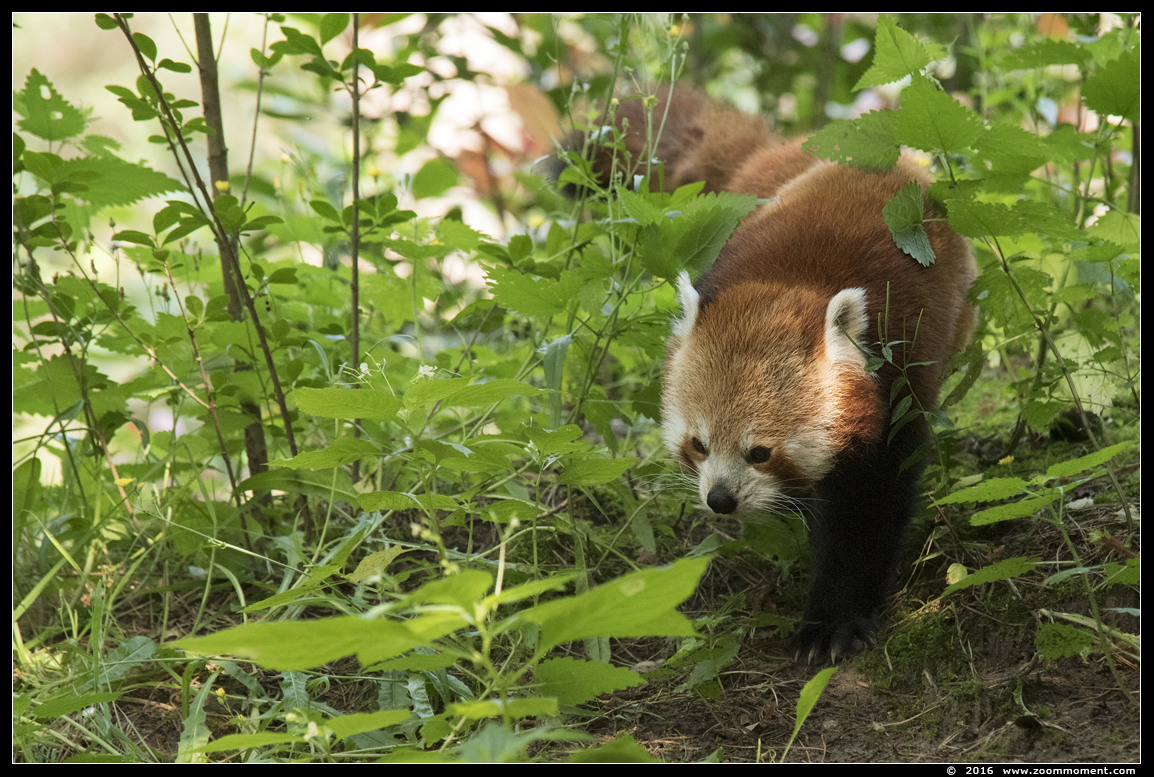 kleine of rode panda ( Ailurus fulgens ) lesser or red panda
Trefwoorden: Safaripark Beekse Bergen rode kleine panda  Ailurus fulgens  red panda