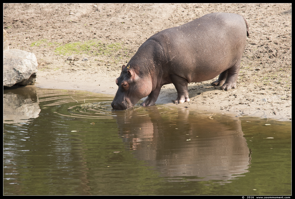 nijlpaard ( Hippopotamus amphibius ) hippopotamus
Trefwoorden: Safaripark Beekse Bergen nijlpaard Hippopotamus amphibius