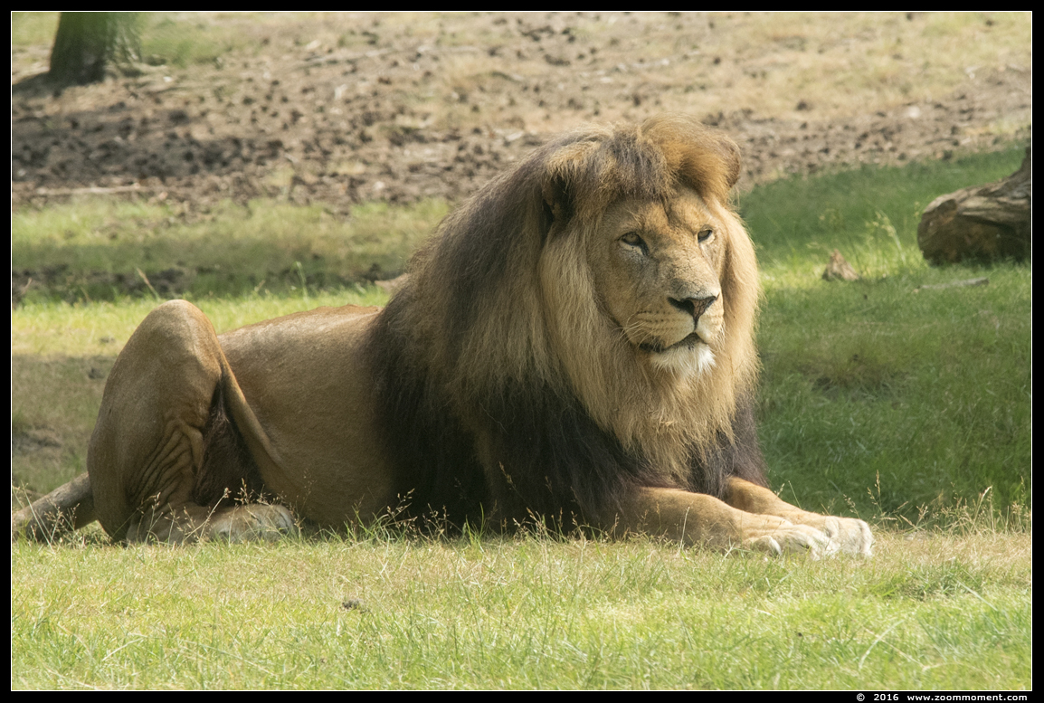 Afrikaanse leeuw ( Panthera leo ) African lion
Trefwoorden: Safaripark Beekse Bergen  Afrikaanse leeuw  Panthera leo  African lion
