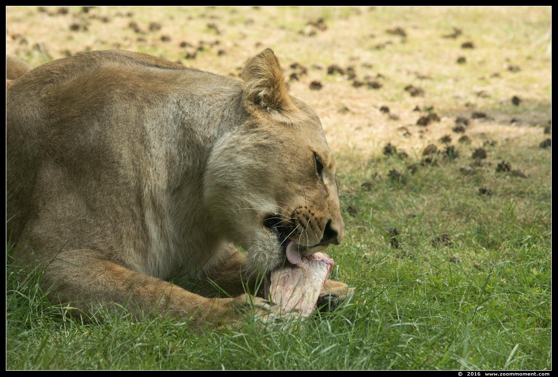 Afrikaanse leeuw ( Panthera leo ) African lion
Trefwoorden: Safaripark Beekse Bergen  Afrikaanse leeuw  Panthera leo  African lion
