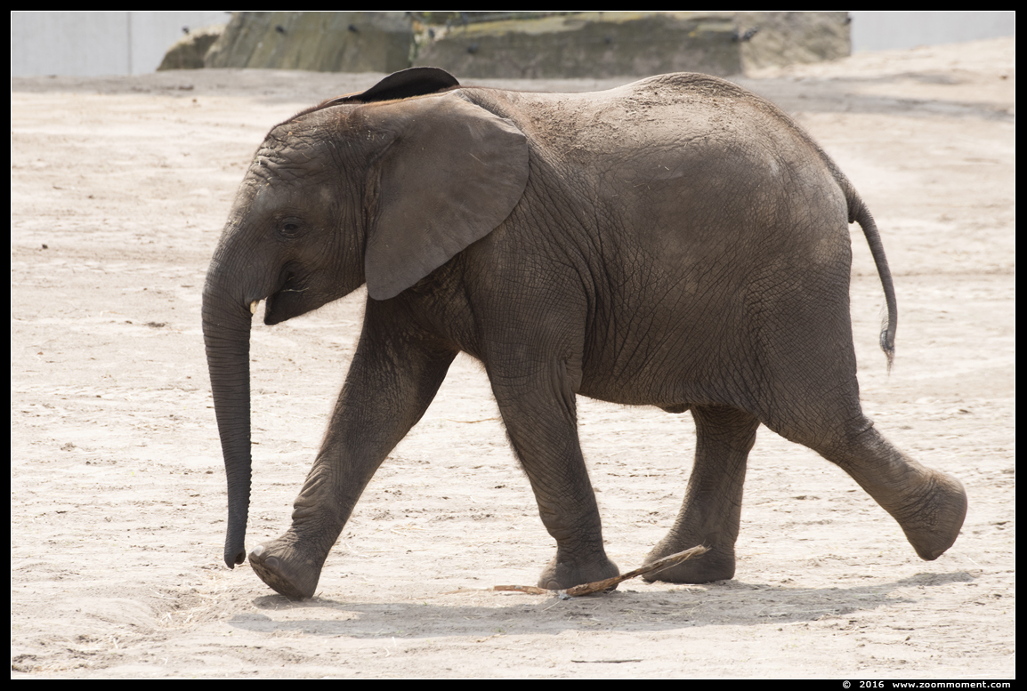 Afrikaanse olifant ( Loxodonta africana ) African elephant
Ключевые слова: Safaripark Beekse Bergen  Afrikaanse olifant  Loxodonta africana  African elephant