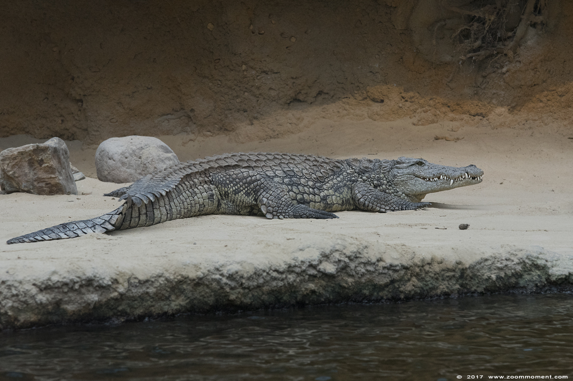 Nijlkrokodil ( Crocodylus niloticus ) Nile crocodile
Keywords: Safaripark Beekse Bergen crocodile krokodil Crocodylus niloticus Nijlkrokodil Nile crocodile