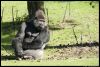 _DSC4197_SBB_gorilla.jpg