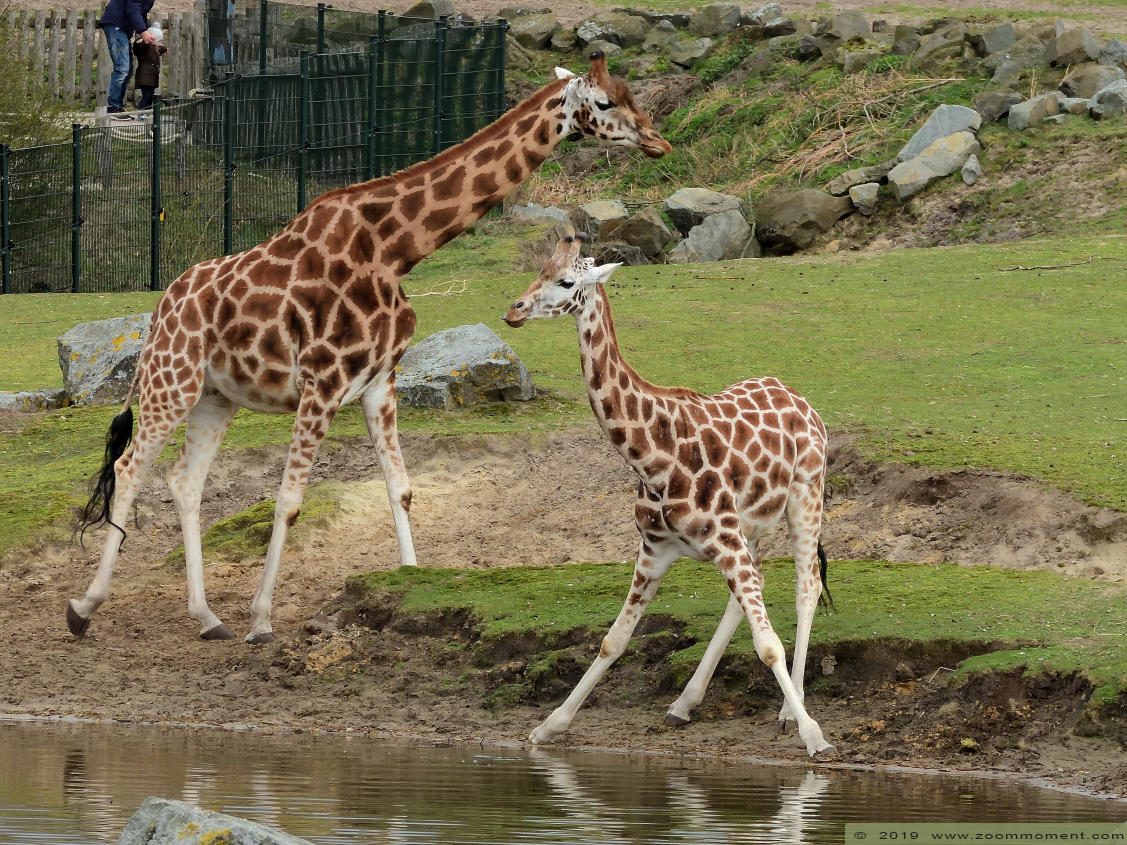 Rothschildgiraf ( Giraffa camelopardalis rothschildi ) Rothschild's giraffe
Trefwoorden: Safaripark Beekse Bergen Rothschildgiraf Giraffa camelopardalis rothschildi Rothschild&#039;s giraffe