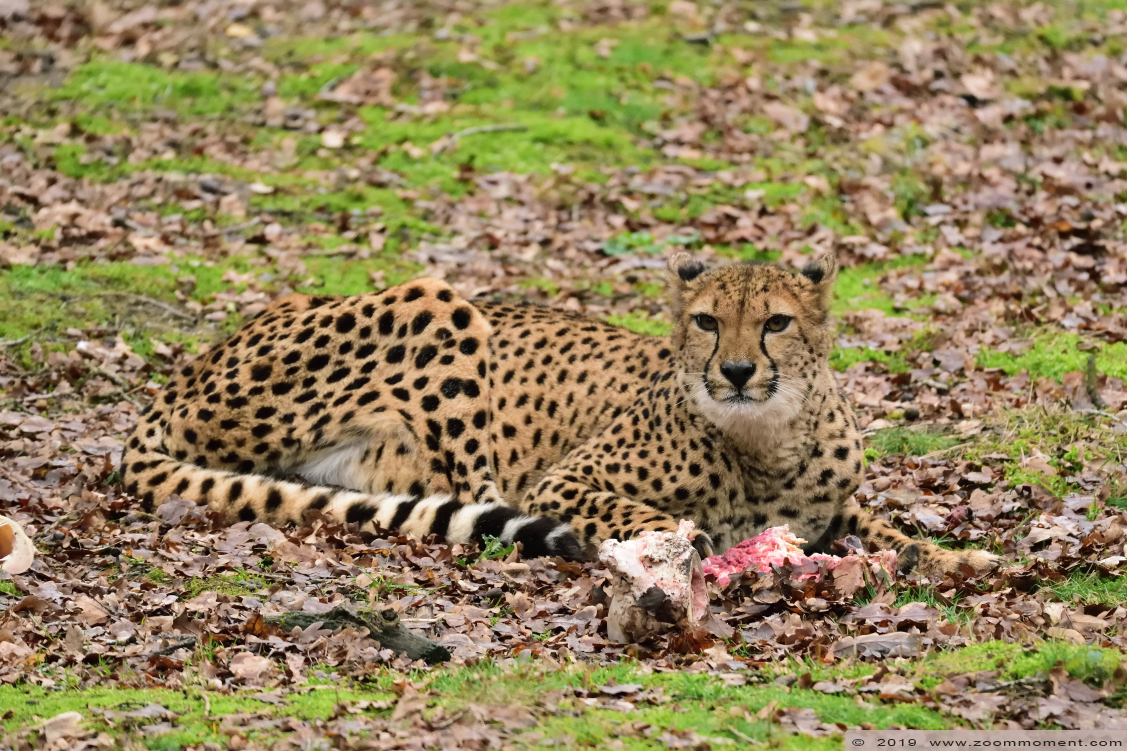 jachtluipaard ( Acinonyx jubatus ) cheetah
Trefwoorden: Safaripark Beekse Bergen jachtluipaard Acinonyx jubatus cheetah