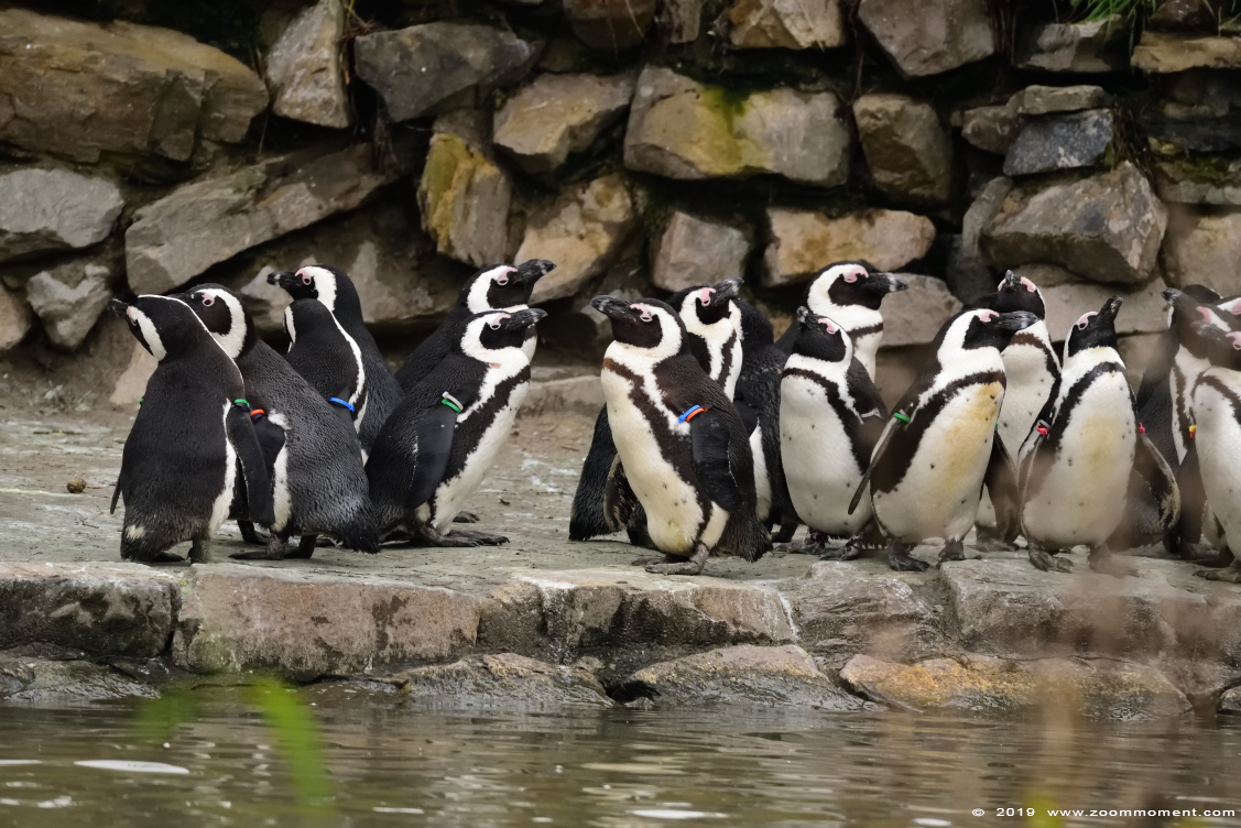 Afrikaanse pinguin  ( Spheniscus demersus ) African penguin
Keywords: Safaripark Beekse Bergen Afrikaanse pinguin  Spheniscus demersus  African penguin