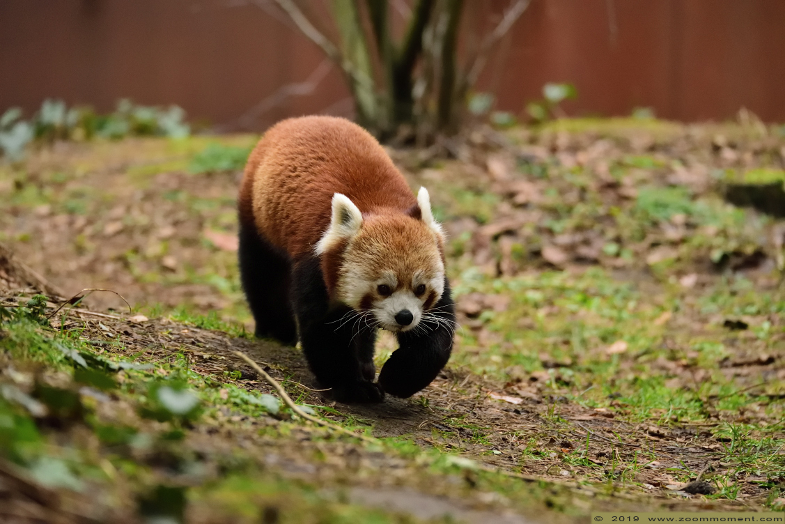 kleine of rode panda ( Ailurus fulgens ) lesser or red panda
Trefwoorden: Safaripark Beekse Bergen rode kleine panda Ailurus fulgens red panda