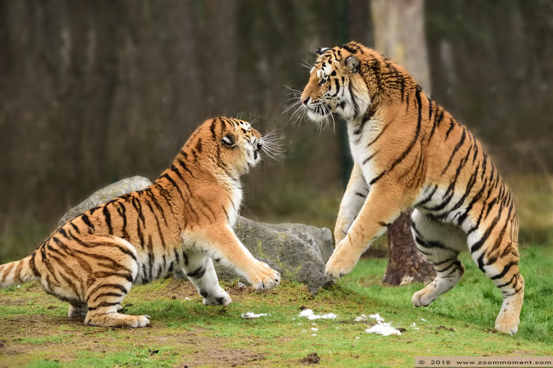 Siberische tijger  ( Panthera tigris altaica )  Siberian tiger
Trefwoorden: Safaripark Beekse Bergen siberische tijger Panthera tigris altaica Siberian tiger