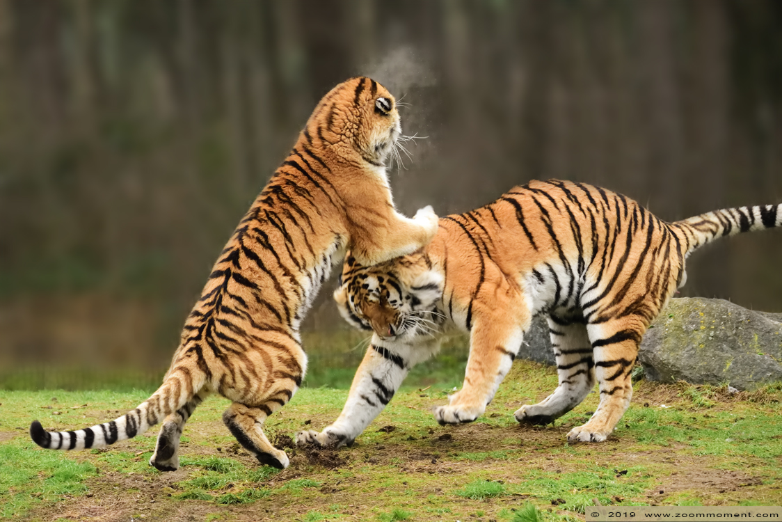 Siberische tijger  ( Panthera tigris altaica )  Siberian tiger
Keywords: Safaripark Beekse Bergen siberische tijger Panthera tigris altaica Siberian tiger