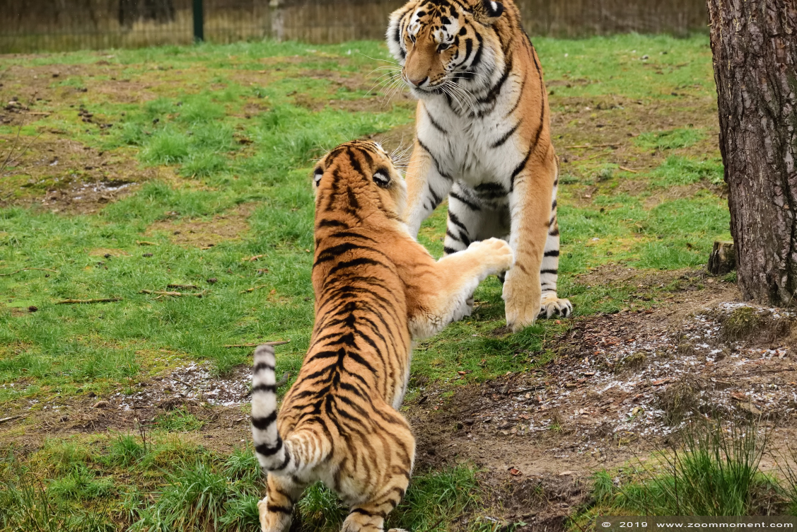 Siberische tijger  ( Panthera tigris altaica )  Siberian tiger
Trefwoorden: Safaripark Beekse Bergen siberische tijger Panthera tigris altaica Siberian tiger
