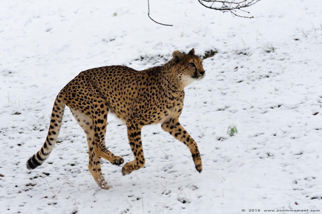 jachtluipaard ( Acinonyx jubatus ) cheetah
Trefwoorden: Safaripark Beekse Bergen roofvogelshow jachtluipaard Acinonyx jubatus cheetah sneeuw snow