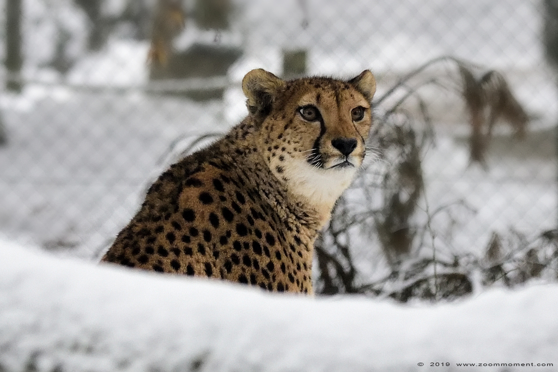 jachtluipaard ( Acinonyx jubatus ) cheetah
Trefwoorden: Safaripark Beekse Bergen roofvogelshow jachtluipaard Acinonyx jubatus cheetah sneeuw snow