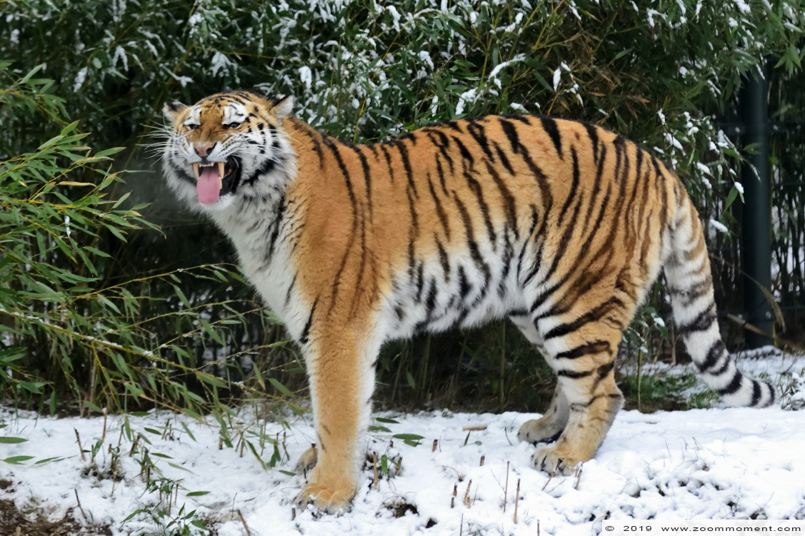 Siberische tijger  ( Panthera tigris altaica )  Siberian tiger
Trefwoorden: Safaripark Beekse Bergen siberische tijger Panthera tigris altaica Siberian tiger sneeuw snow