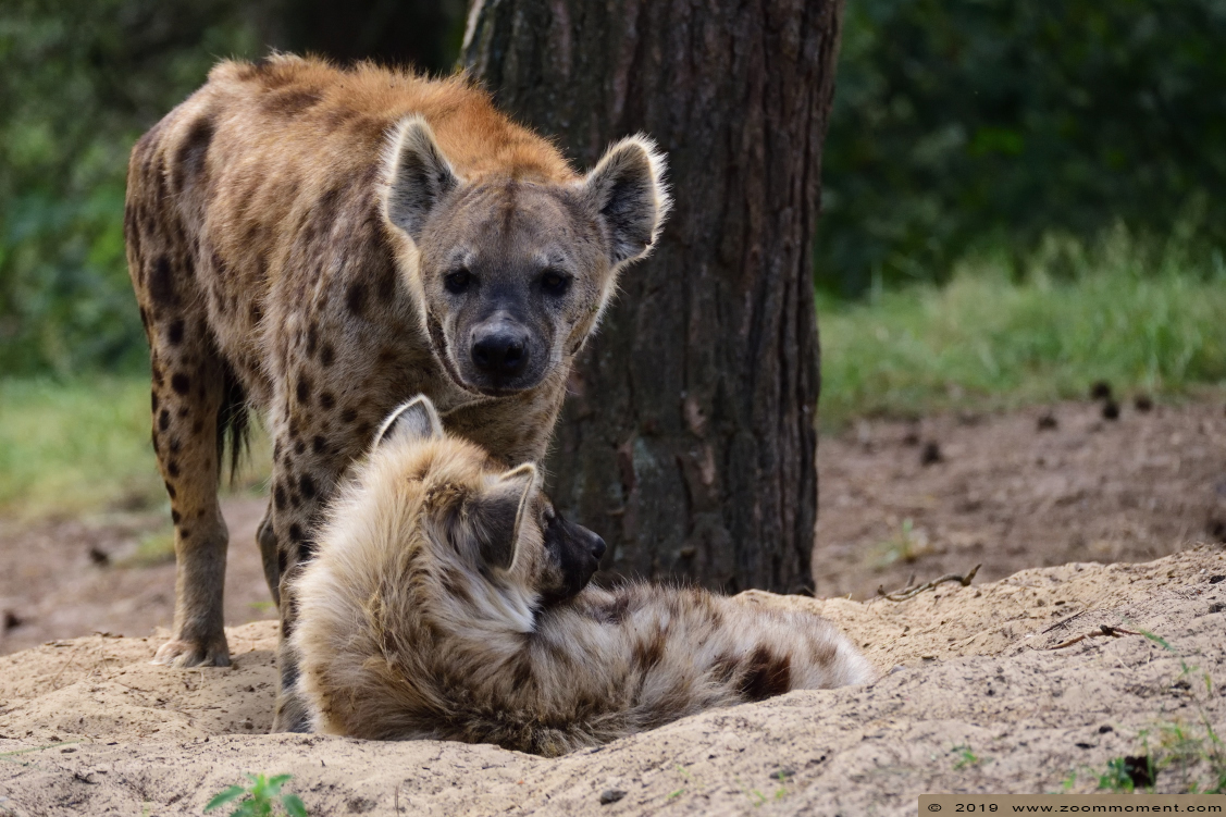 gevlekte hyena ( Crocuta crocuta ) spotted hyena
Trefwoorden: Safaripark Beekse Bergen gevlekte hyena Crocuta crocuta spotted hyena