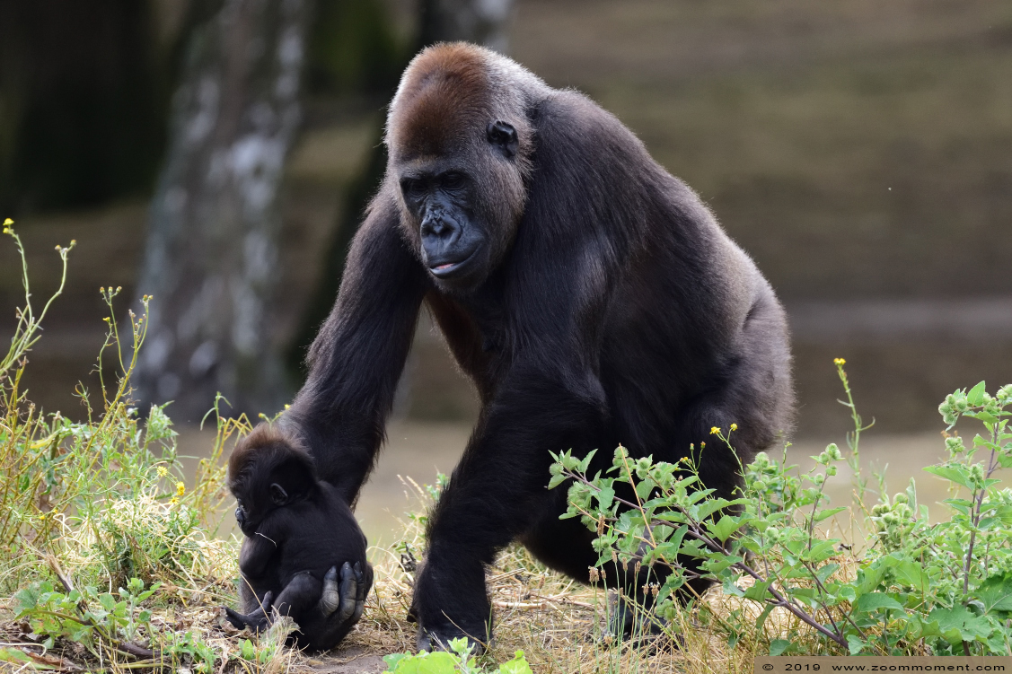 Westelijke laagland gorilla ( Gorilla gorilla )
Mies
Trefwoorden: Safaripark Beekse Bergen Westelijke laagland gorilla Gorilla gorilla