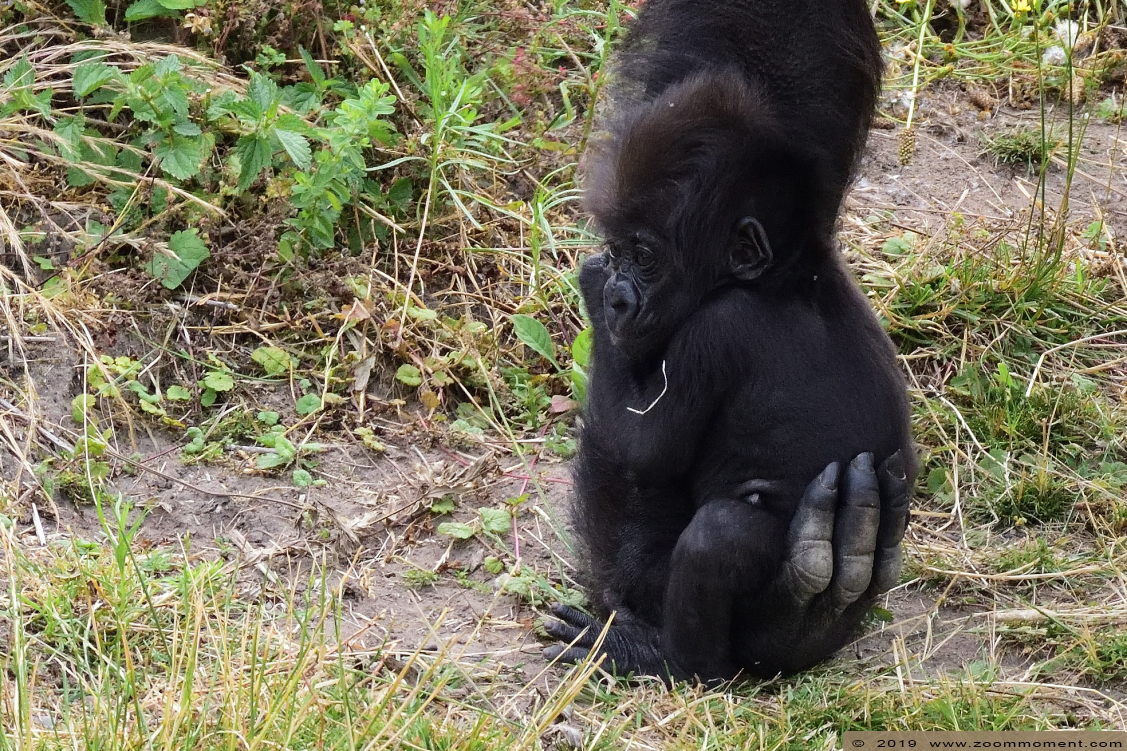 Westelijke laagland gorilla ( Gorilla gorilla )
Mies
Trefwoorden: Safaripark Beekse Bergen Westelijke laagland gorilla Gorilla gorilla