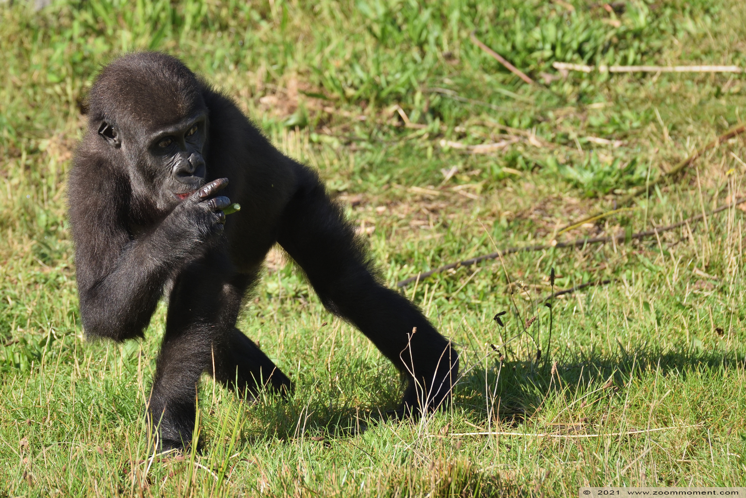 Westelijke laagland gorilla ( Gorilla gorilla
Trefwoorden: Safaripark Beekse Bergen Westelijke laagland gorilla Gorilla gorilla