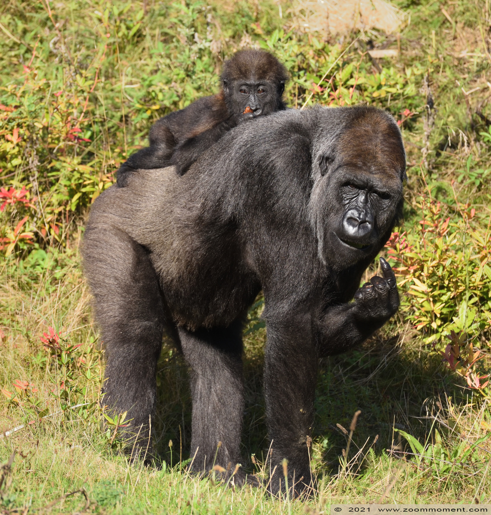 Westelijke laagland gorilla ( Gorilla gorilla
Moos
Trefwoorden: Safaripark Beekse Bergen Westelijke laagland gorilla Gorilla gorilla