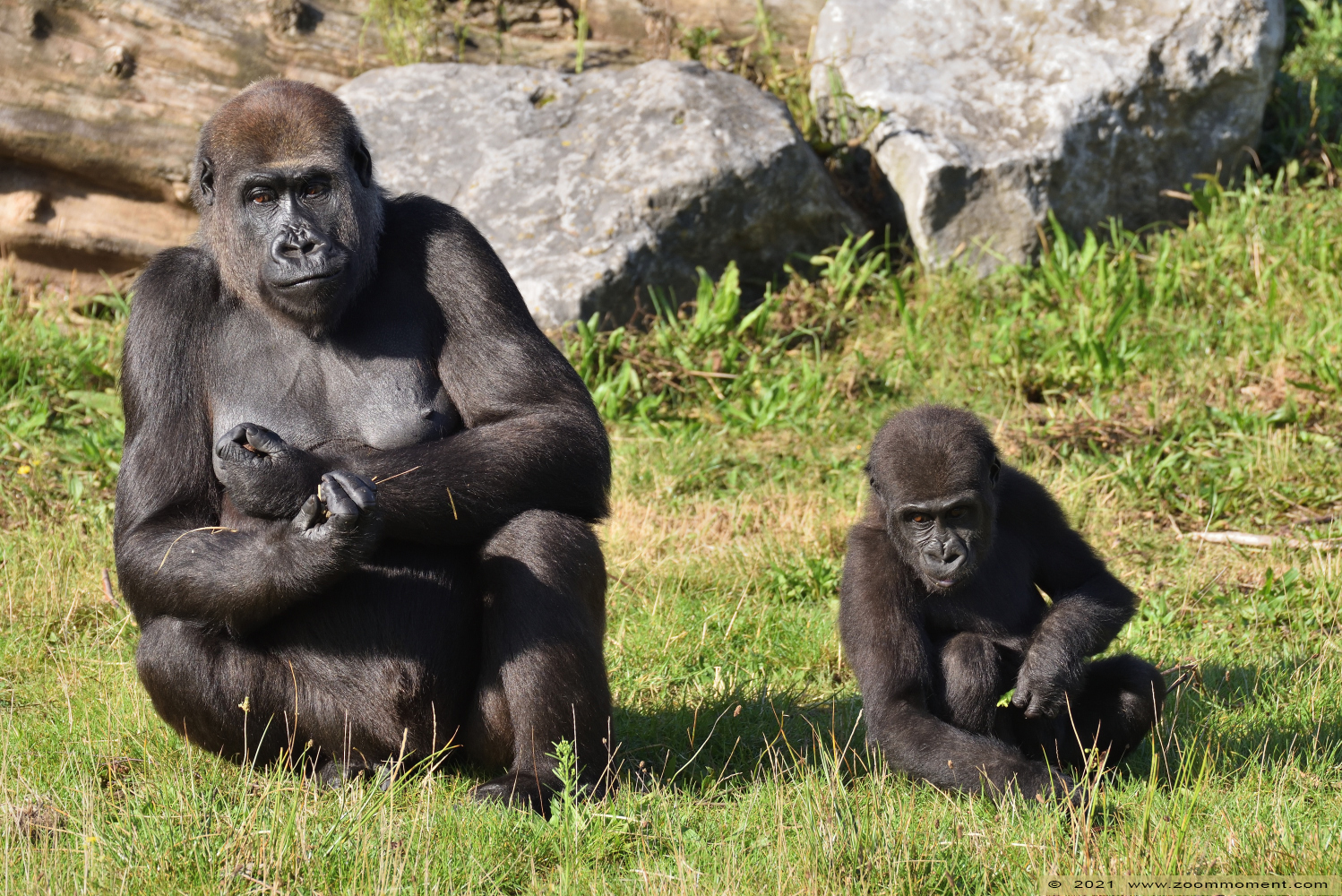 Westelijke laagland gorilla ( Gorilla gorilla
Mies
Trefwoorden: Safaripark Beekse Bergen Westelijke laagland gorilla Gorilla gorilla