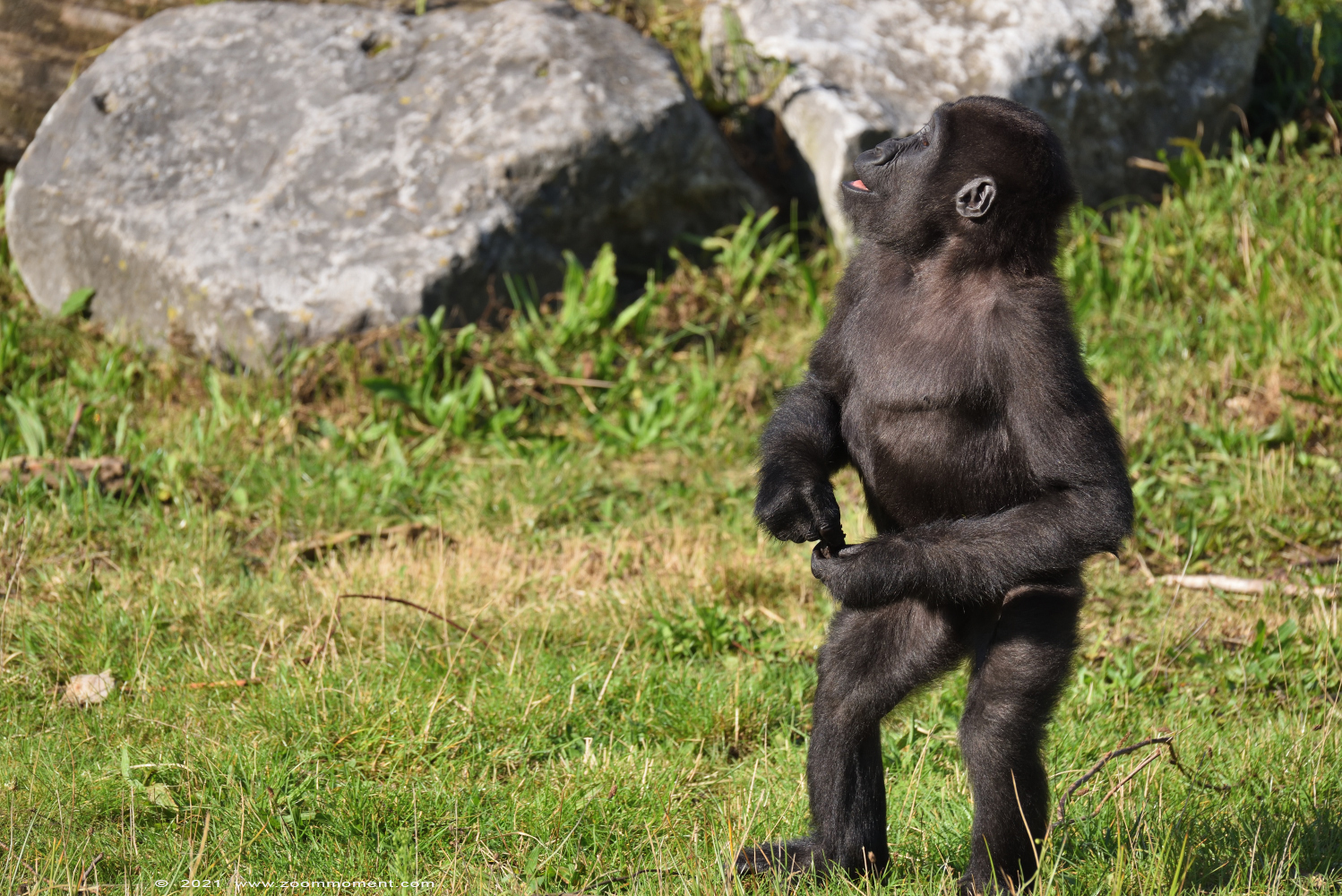 Westelijke laagland gorilla ( Gorilla gorilla
Mies
Trefwoorden: Safaripark Beekse Bergen Westelijke laagland gorilla Gorilla gorilla