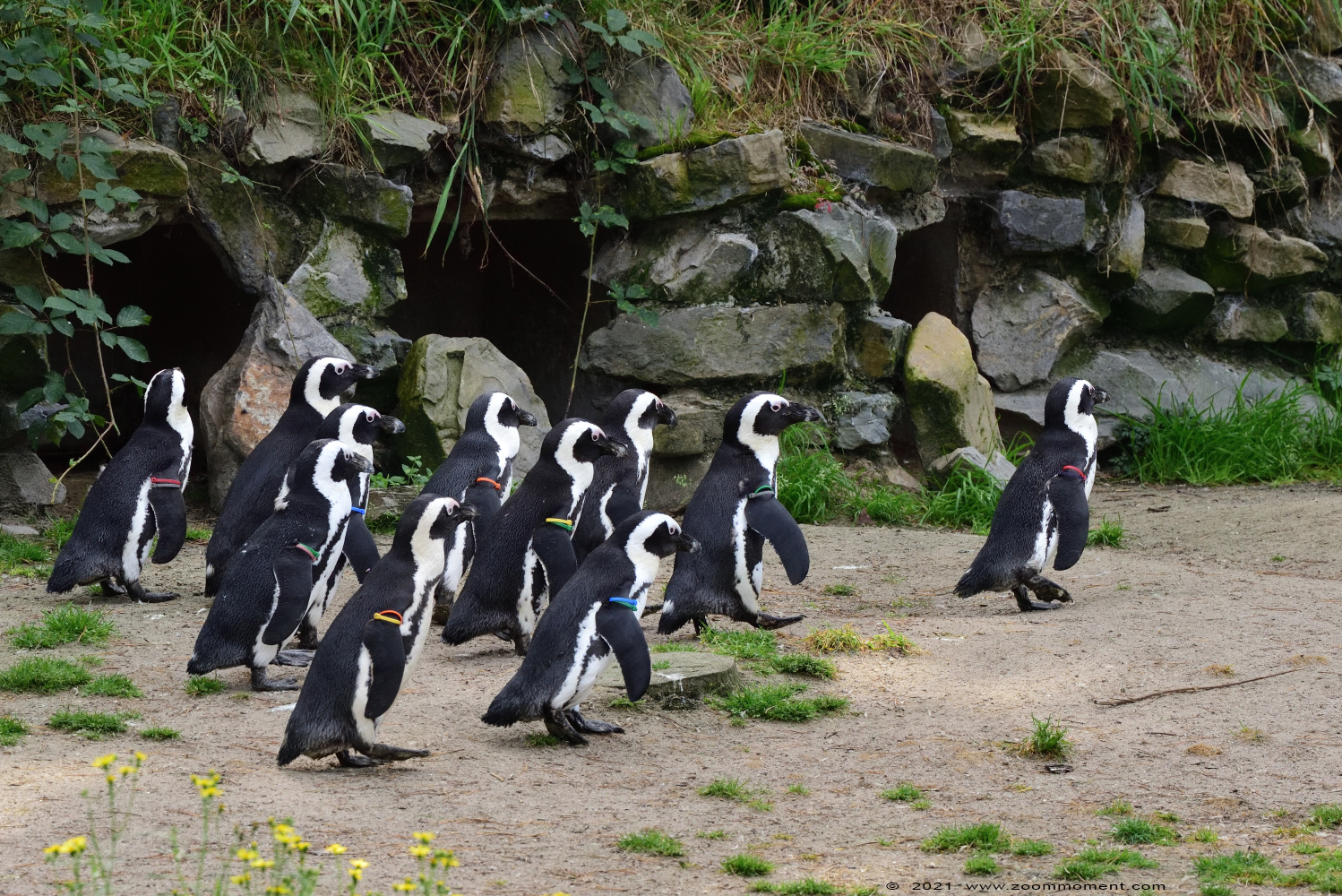 Afrikaanse pinguin of zwartvoetpinguïn ( Spheniscus demersus ) African penguin
Trefwoorden: Safaripark Beekse Bergen Afrikaanse pinguin zwartvoetpinguïn Spheniscus demersus African penguin