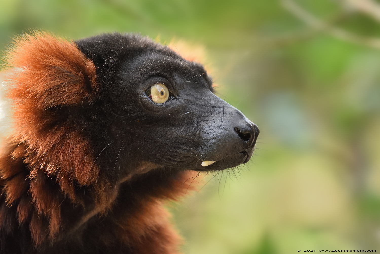 rode vari ( Varecia variegata rubra ) red ruffed lemur
Trefwoorden: Safaripark Beekse Bergen rode vari Varecia variegata rubra red ruffed lemur