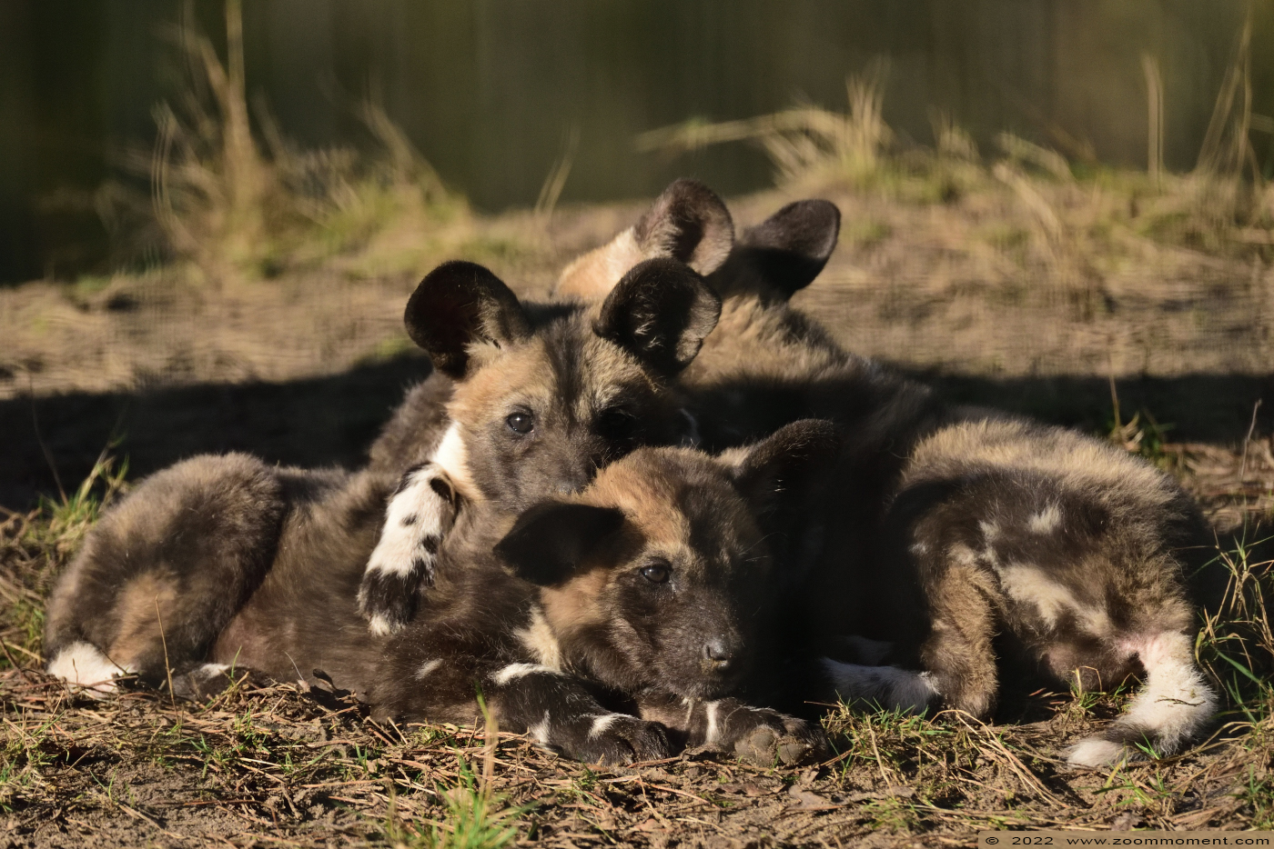 Afrikaanse wilde hond ( Lycaon pictus ) African wild dog
Pups, born 10 Januari 2022, on the picture about 3 weeks old

Trefwoorden: Safaripark Beekse Bergen Afrikaanse wilde hond Lycaon pictus African wild dog pup