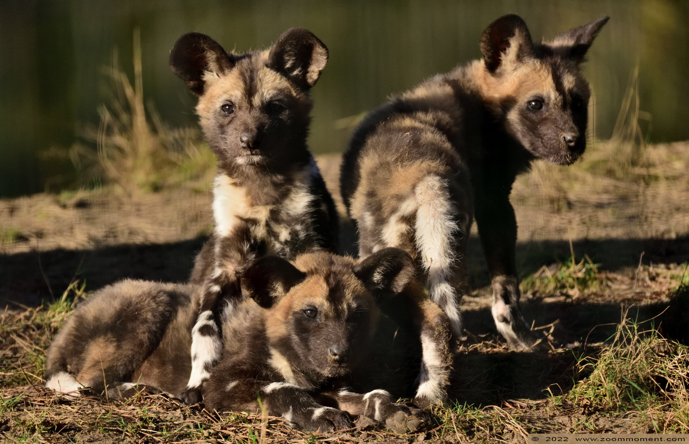 Afrikaanse wilde hond ( Lycaon pictus ) African wild dog
Pups, born 10 Januari 2022, on the picture about 3 weeks old

Trefwoorden: Safaripark Beekse Bergen Afrikaanse wilde hond Lycaon pictus African wild dog pup