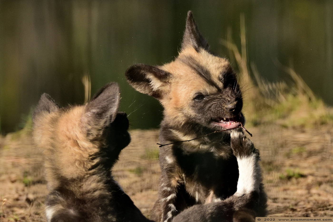 Afrikaanse wilde hond ( Lycaon pictus ) African wild dog
Pups, born 10 Januari 2022, on the picture about 3 weeks old
Trefwoorden: Safaripark Beekse Bergen Afrikaanse wilde hond Lycaon pictus African wild dog pup