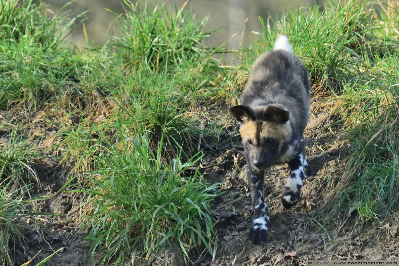 Afrikaanse wilde hond ( Lycaon pictus ) African wild dog
Pups, born 10 Januari 2022, on the picture about 3 weeks old

Keywords: Safaripark Beekse Bergen Afrikaanse wilde hond Lycaon pictus African wild dog pup