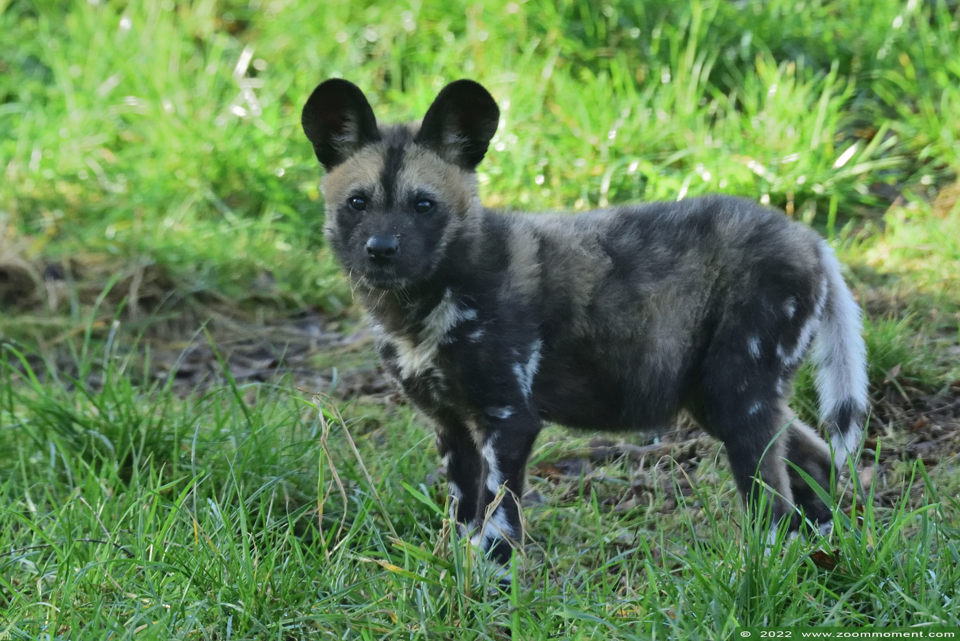Afrikaanse wilde hond ( Lycaon pictus ) African wild dog
Pups, born 10 Januari 2022, on the picture about 3 weeks old

Palabras clave: Safaripark Beekse Bergen Afrikaanse wilde hond Lycaon pictus African wild dog pup