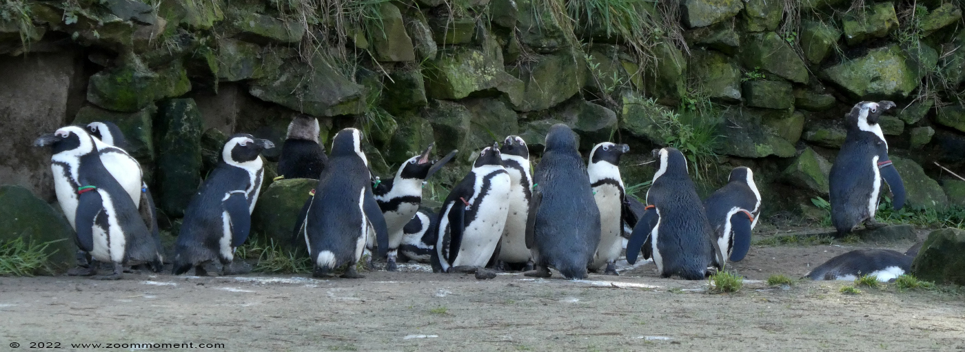 Afrikaanse pinguin  ( Spheniscus demersus ) African penguin
Trefwoorden: Safaripark Beekse Bergen Afrikaanse pinguin Spheniscus demersus African penguin