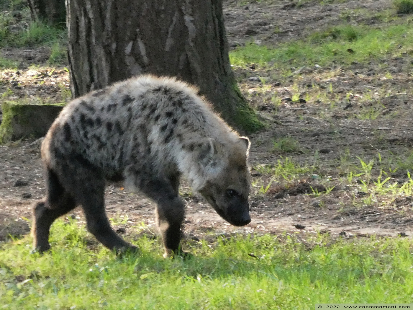 gevlekte hyena ( Crocuta crocuta ) spotted hyena
Trefwoorden: Safaripark Beekse Bergen gevlekte hyena Crocuta crocuta spotted hyena