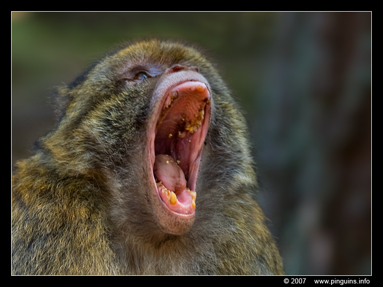 berberaap of magot aap of makaak ( Macaca sylvanus ) Berber monkey
Montagne des singes  Kintzheim Frankrijk France
Trefwoorden: Montagne des singes  Kintzheim Frankrijk France berberaap magot aap makaak Macaca sylvanus Berber monkey